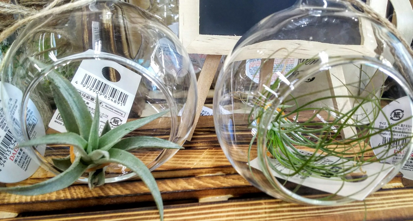 ガラス植木鉢 ピックアップアイテム ダイソーシマダヤ土佐店 家具の島田屋 Shimadaya Home Life